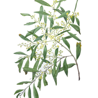 Botanical Watercolour Workshop (29 March 2026)