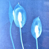 Shades of a Peace Lily