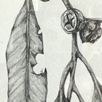 The Moth