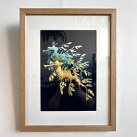 Leafy Seadragon