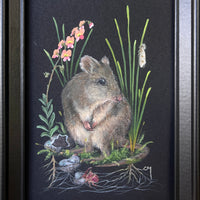Next In Line: Gilbert's Potoroo