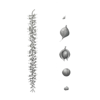 Botanical Drawing Workshop: Leaves (15 February 2026)