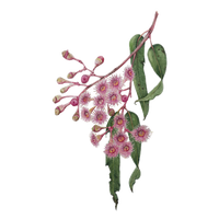 Botanical Watercolour Workshop (29 March 2026)