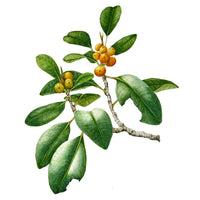 Botanical Watercolour Workshop (29 March 2026)