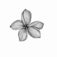 Botanical Drawing Workshop: Flowers (2pm 29 October 2023)