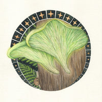 Bioluminescent Fungi