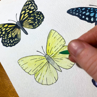 Watercolour Butterflies & Moths Workshop (30 May 2026)
