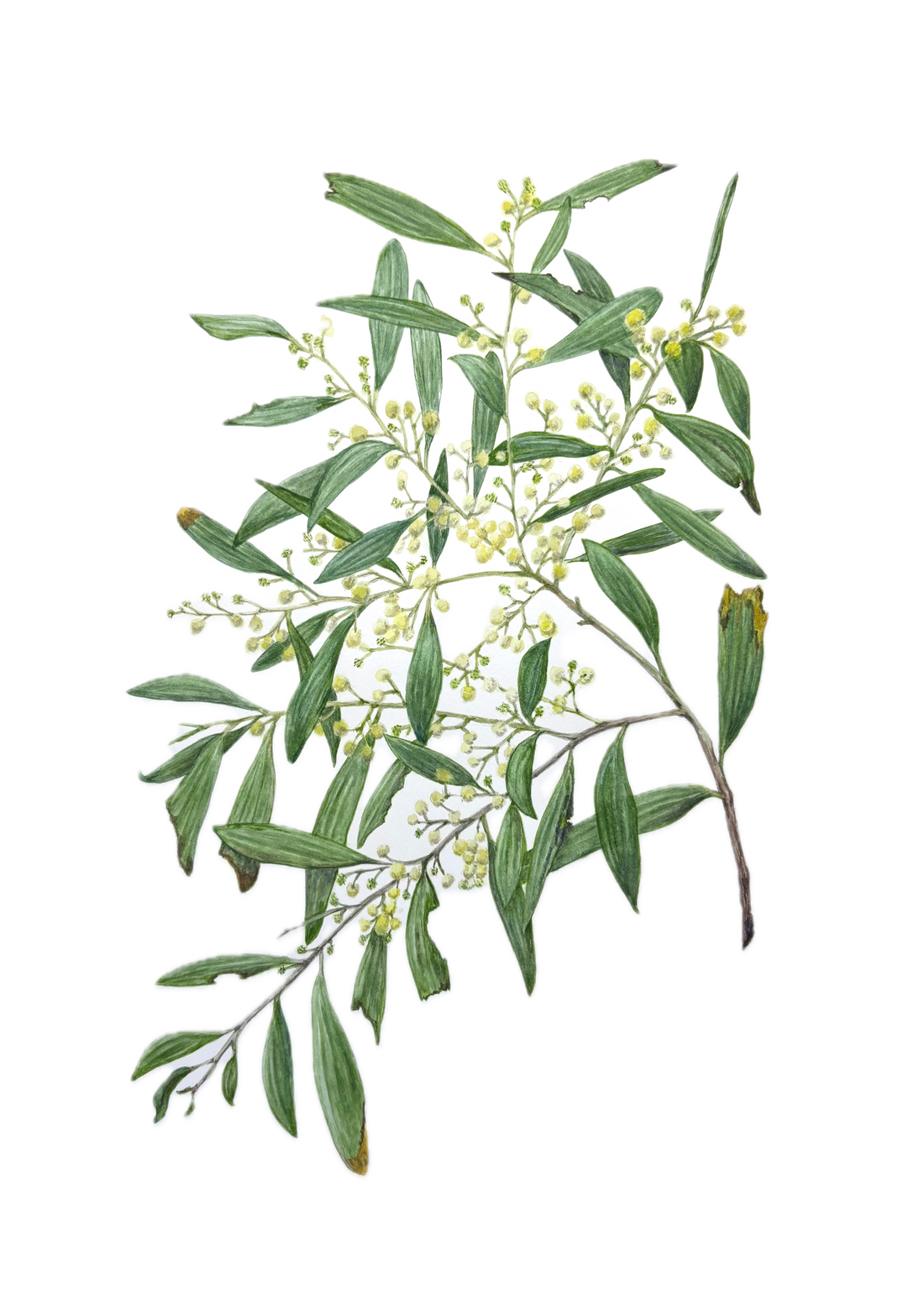 Botanical Watercolour Workshop (29 March 2026)