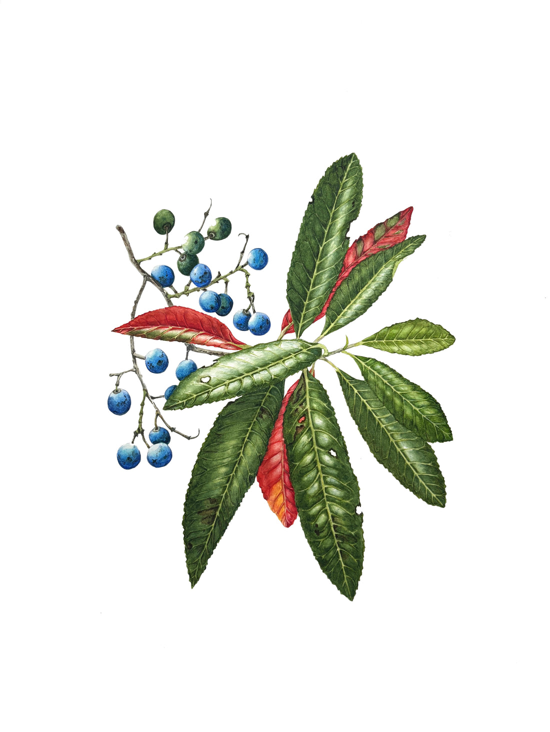 Botanical Watercolour Workshop (29 March 2026)