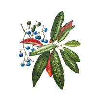 Botanical Watercolour Workshop (29 March 2026)