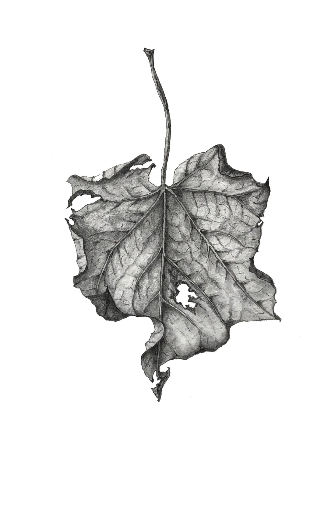 Botanical Drawing Workshop: Leaves (15 February 2026)