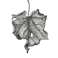 Botanical Drawing Workshop: Leaves (15 February 2026)