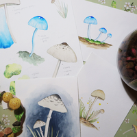 Watercolour Fungi Workshop (11 April 2026)