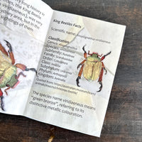 Rusty the Christmas Beetle