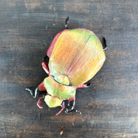Rusty the Christmas Beetle