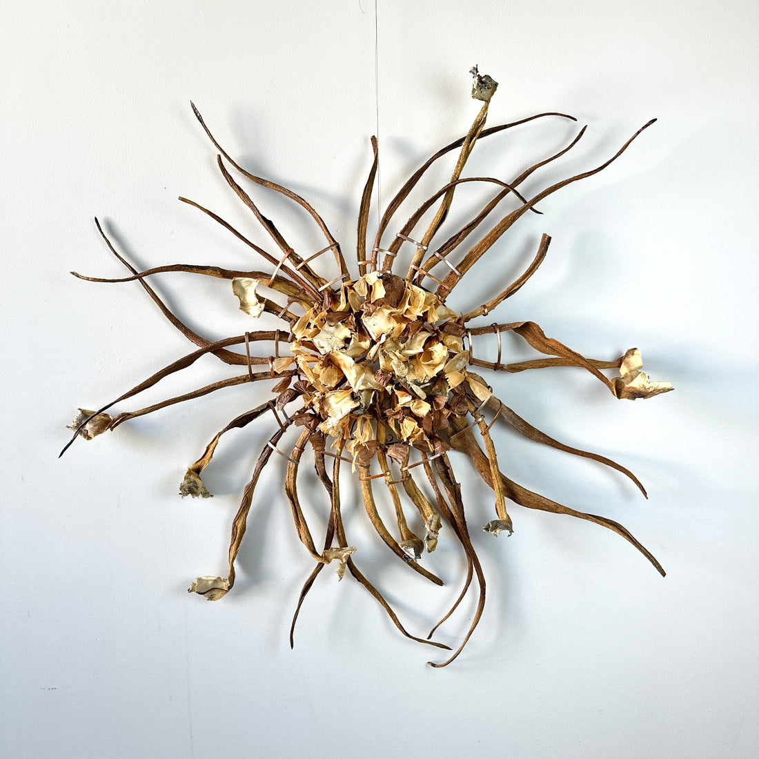 Windflower II