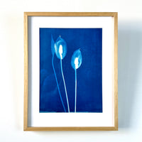 Shades of a Peace Lily