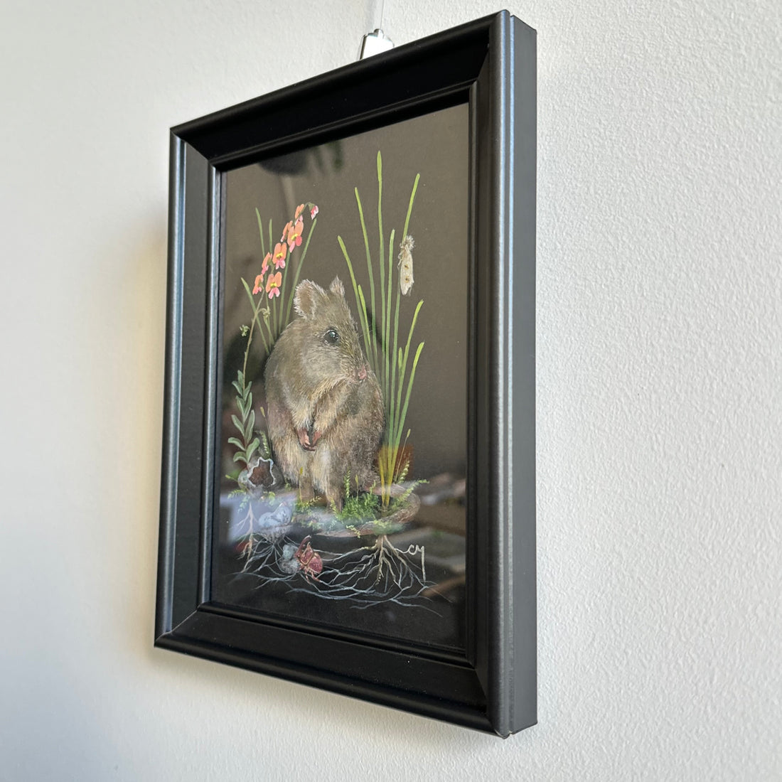 Next In Line: Gilbert's Potoroo