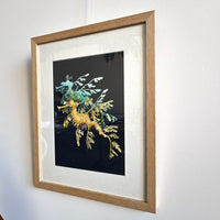 Leafy Seadragon