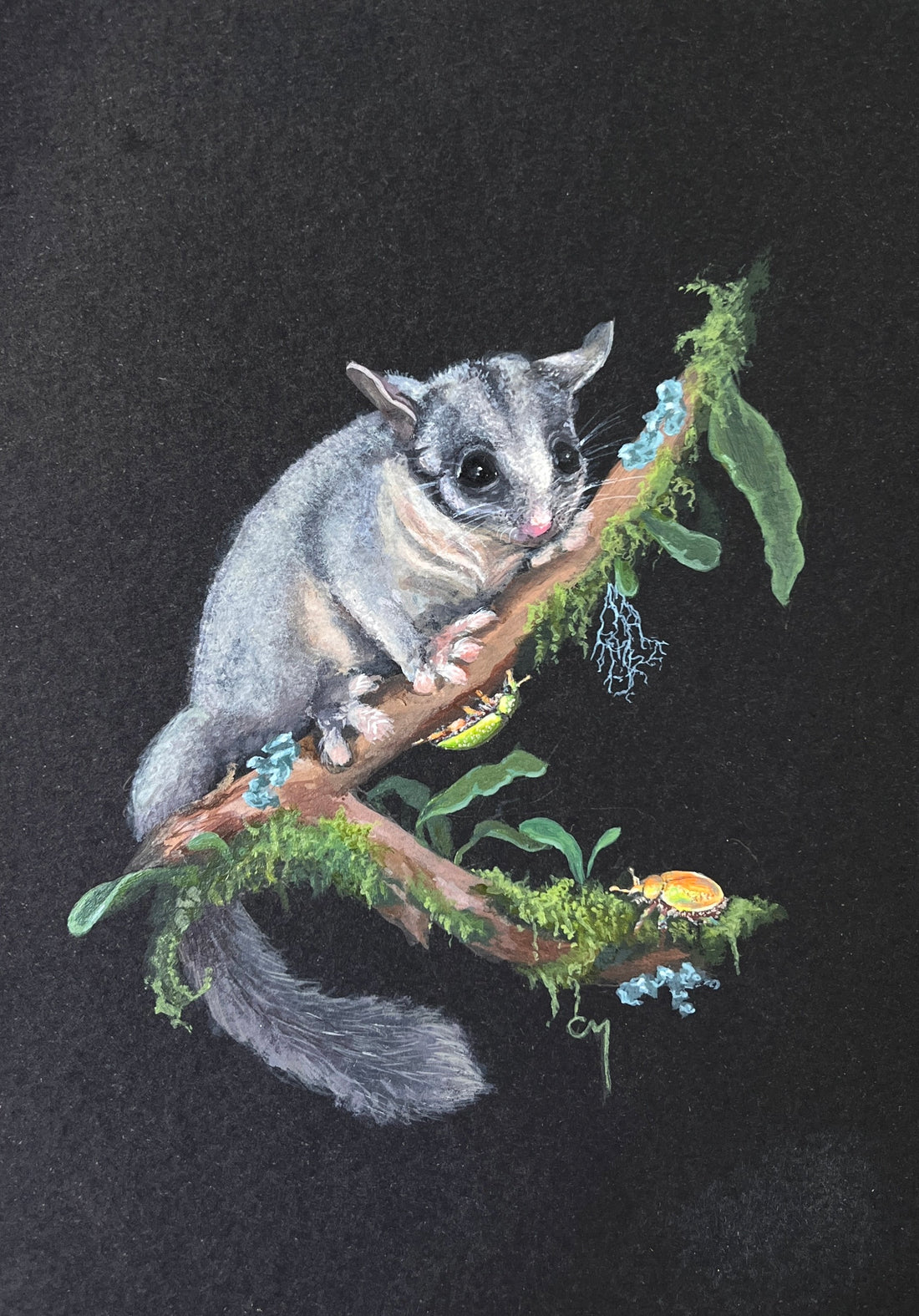 On The Edge: Leadbeater's Possum