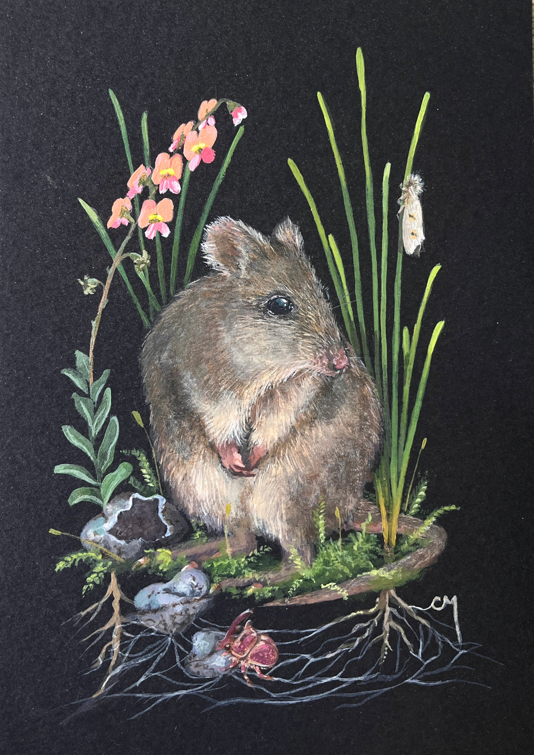 Next In Line: Gilbert's Potoroo