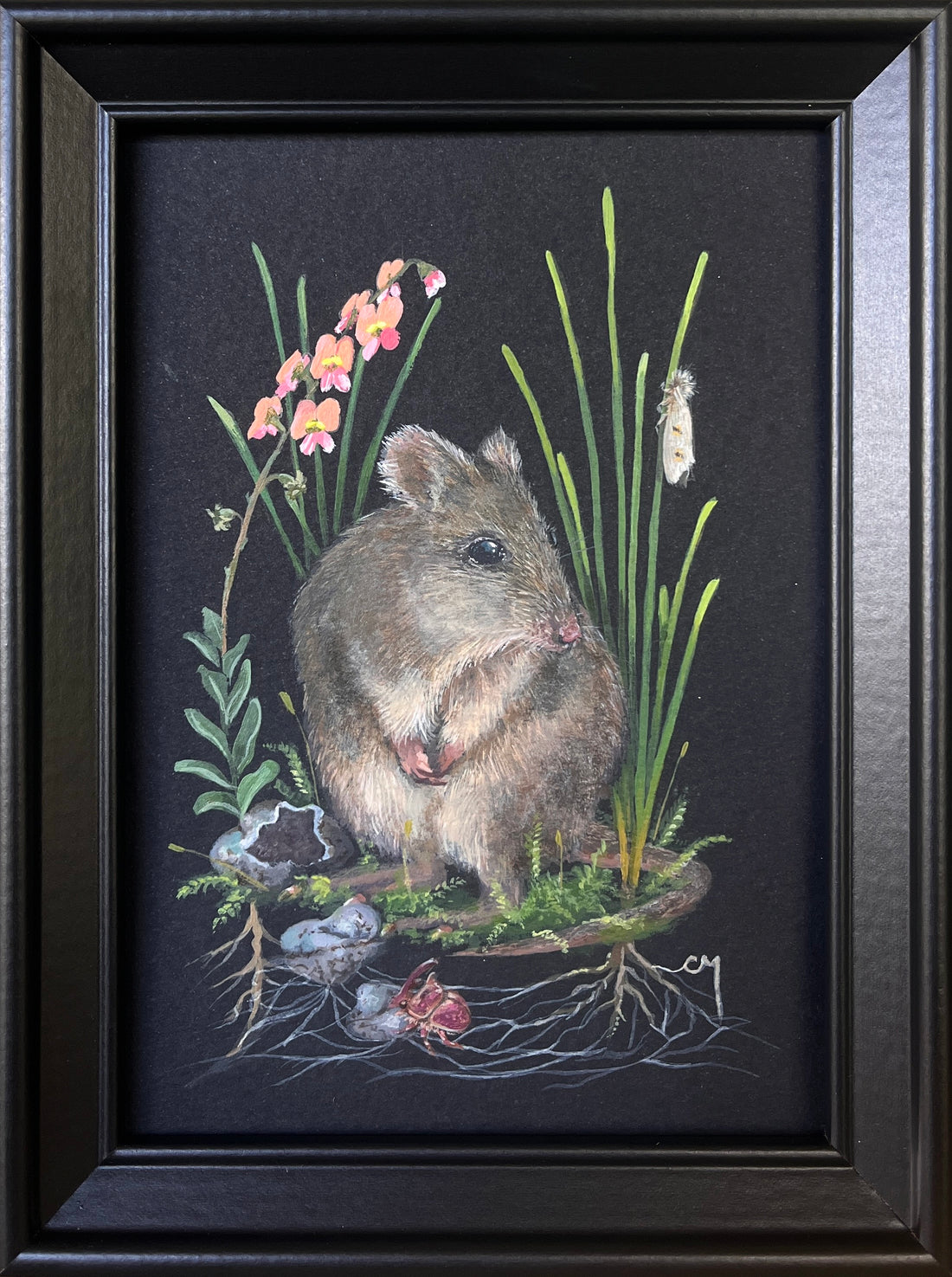 Next In Line: Gilbert's Potoroo