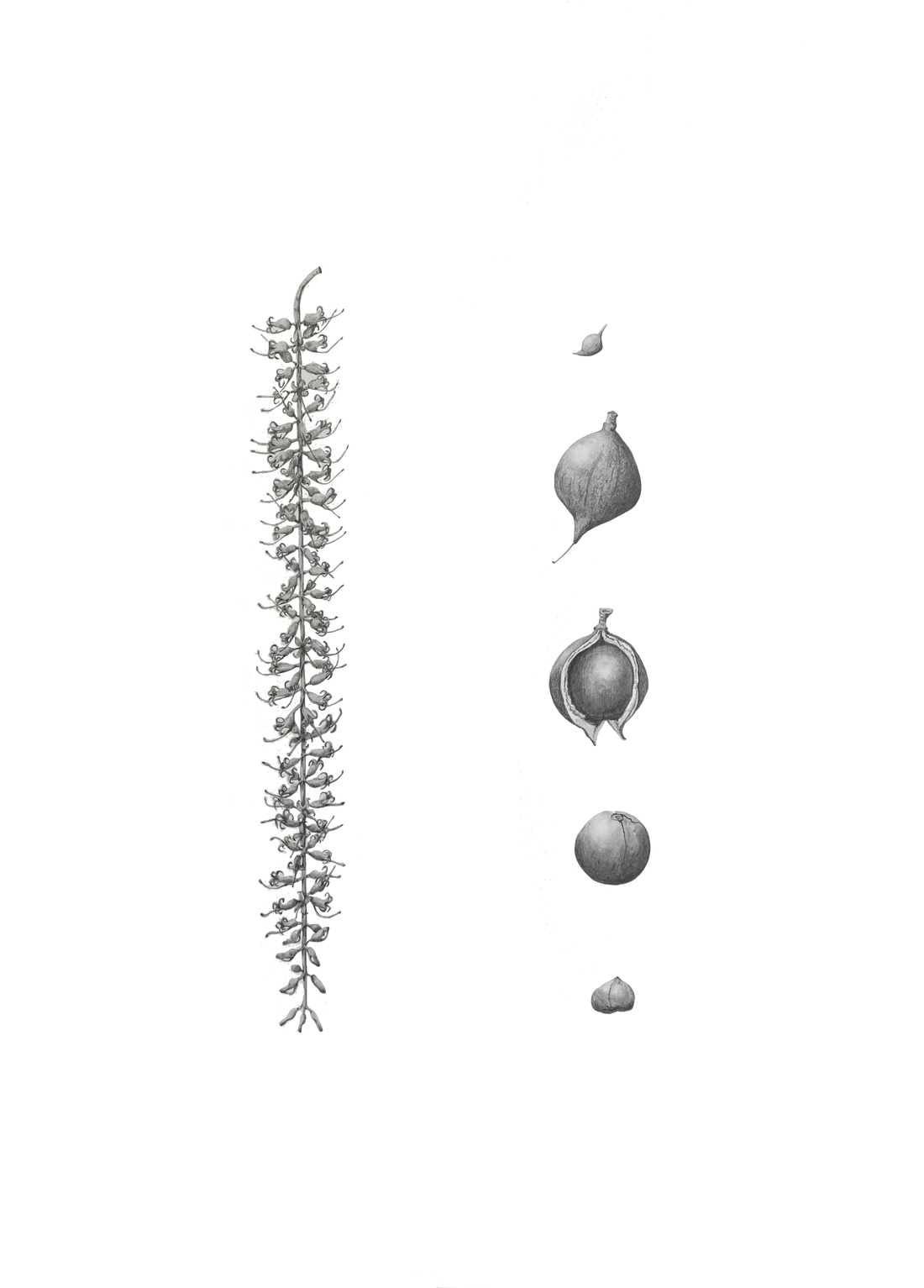 Botanical Drawing Workshop: Leaves (15 February 2026)