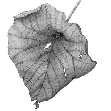 Botanical Drawing Workshop: Leaves (16 June 2024)