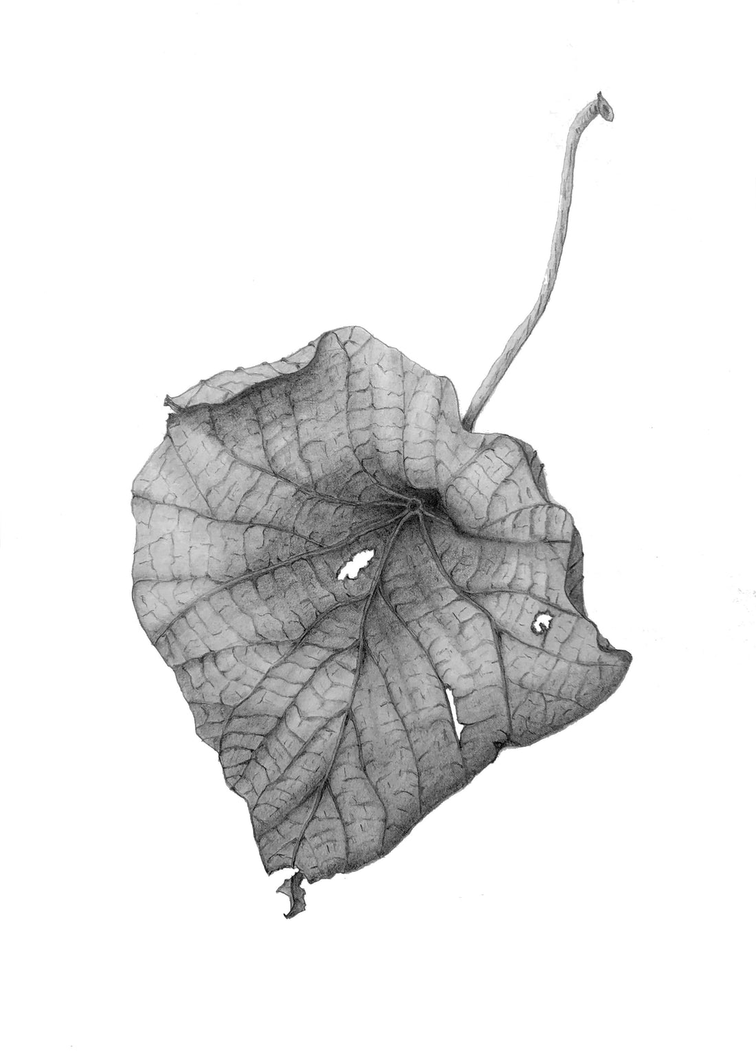 Botanical Drawing Workshop: Leaves (10am 12 November 2023)