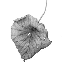 Botanical Drawing Workshop: Leaves (10am 29 October 2023)