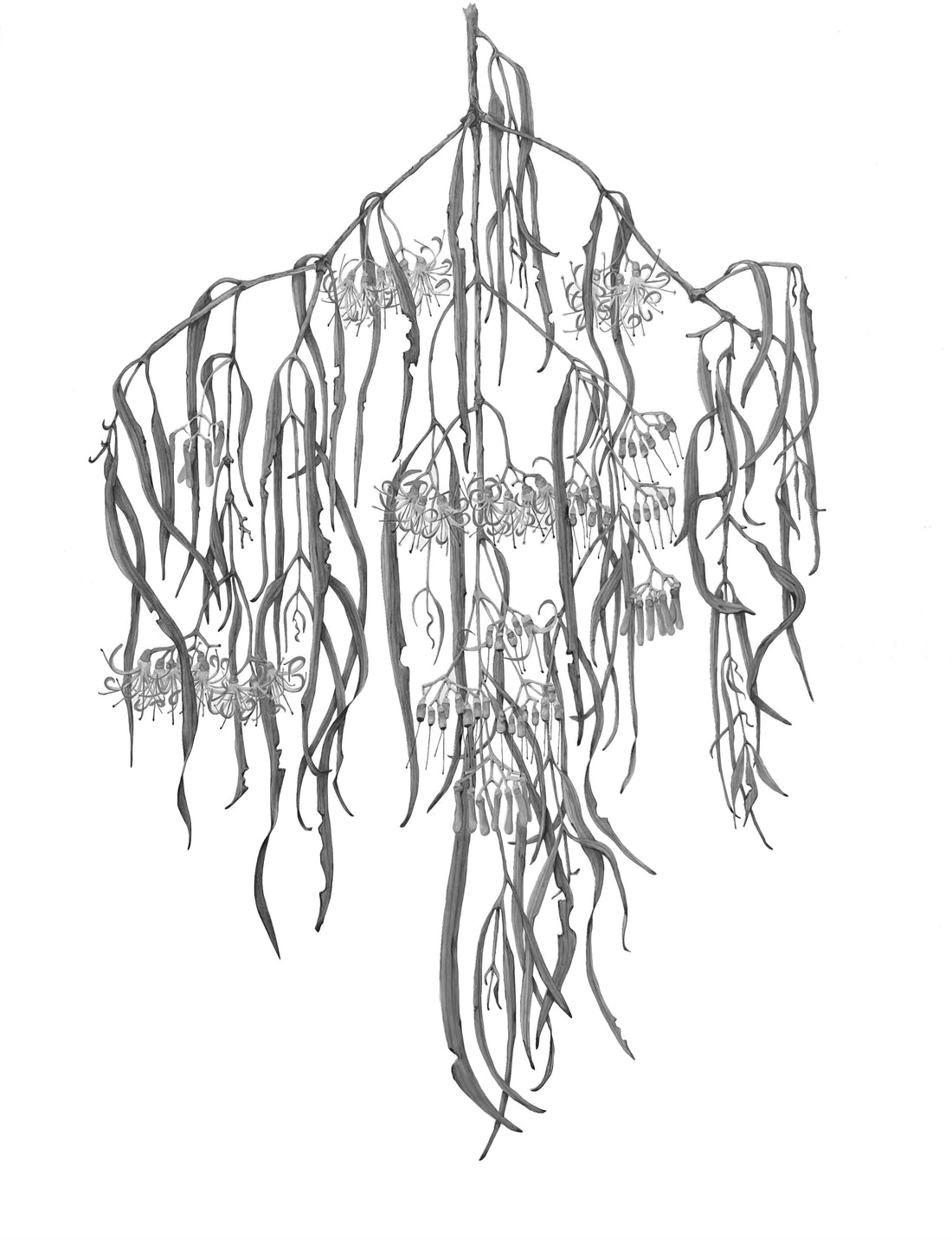 Botanical Drawing Workshop: Leaves (15 February 2026)