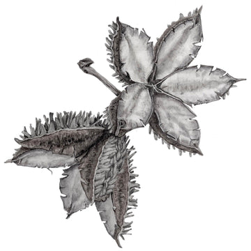 Botanical Drawing Workshop: Nuts (14 April 2024)