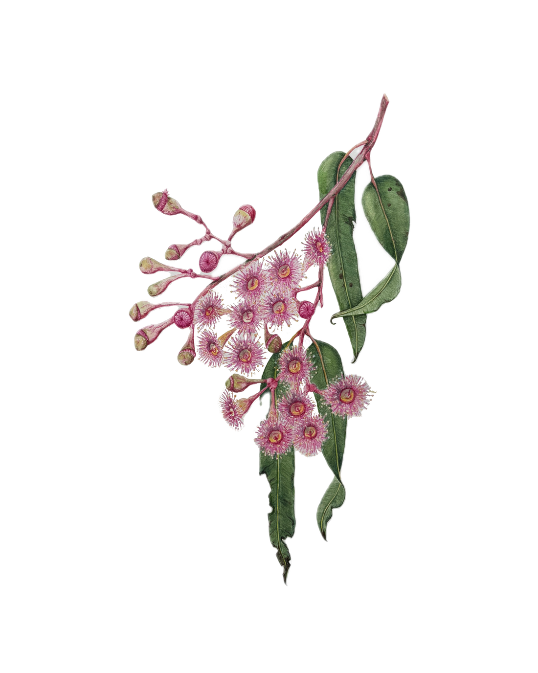 Botanical Watercolour Workshop (29 March 2026)