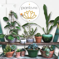 Plant Empire Gift Card