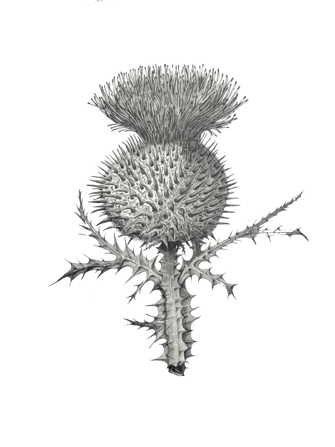 Botanical Drawing Workshop: Leaves (15 February 2026)