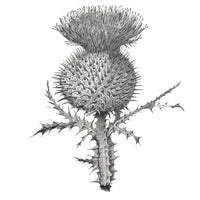 Botanical Drawing Workshop: Leaves (15 February 2026)