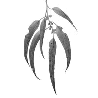 Botanical Drawing Workshop: Leaves (15 February 2026)