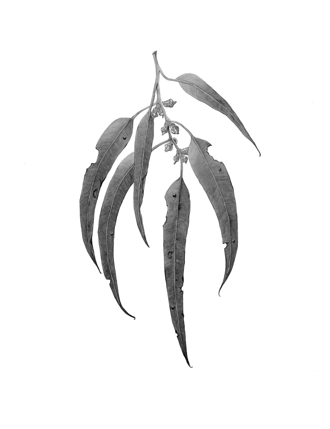 Botanical Drawing Workshop: Leaves (10 March 2024)