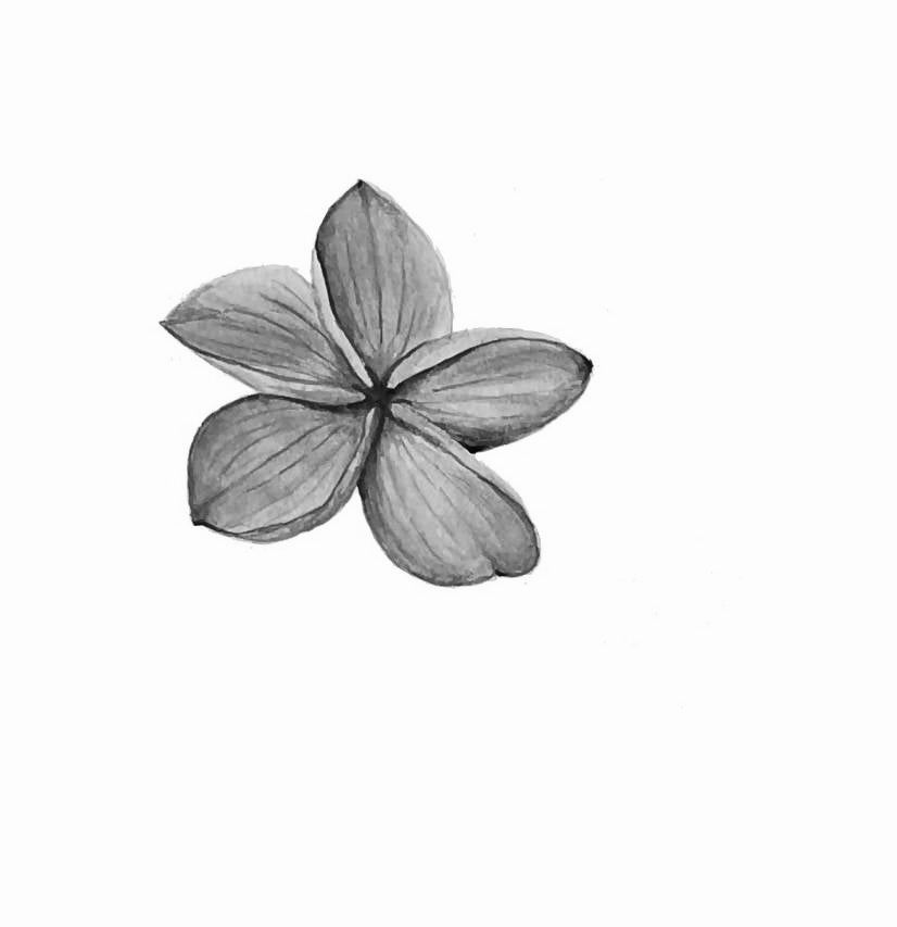 Botanical Drawing Workshop: Flowers (2pm 12 November 2023)