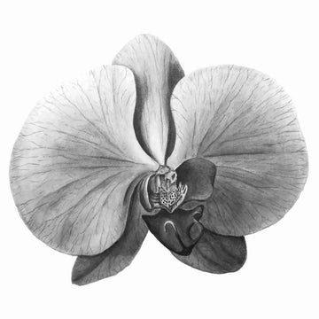 Botanical Drawing Workshop: Flowers (16 June 2024)