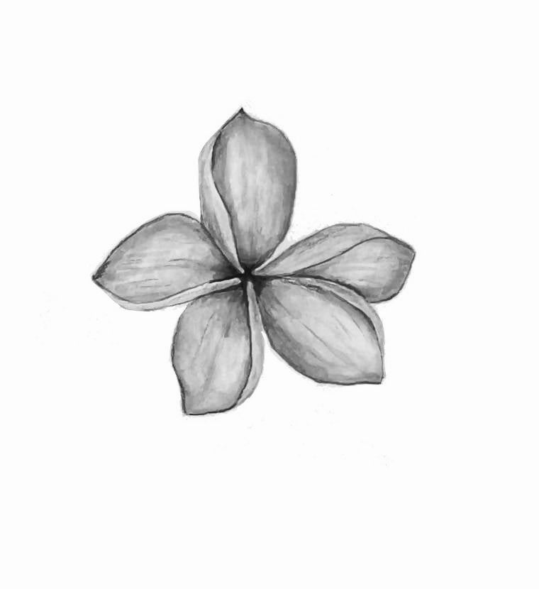 Botanical Drawing Workshop: Flowers (10 March 2024)