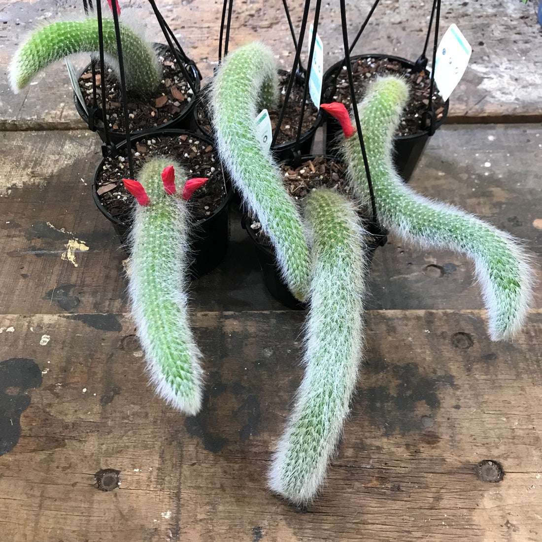 Monkey Tail Cactus - White