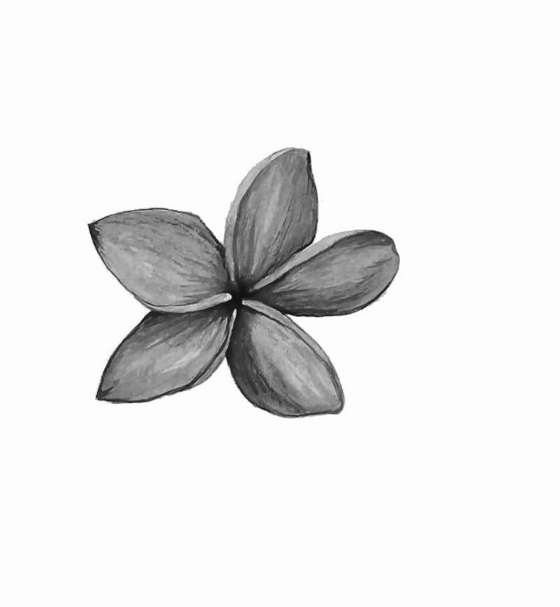 Botanical Drawing Workshop: Flowers (2pm 17 September 2023)