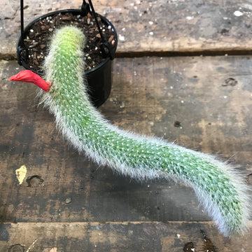 Monkey Tail Cactus - White